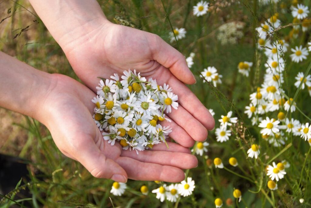 Easy Home Planting: A Beginner’s Guide to Growing Plants at Home