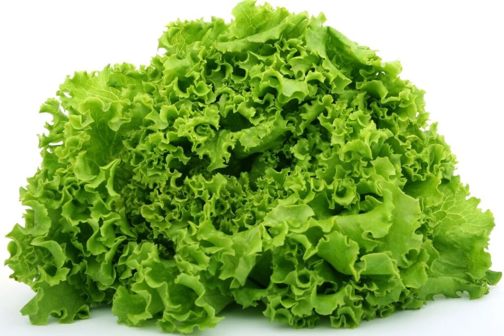 Top 10 Easy & Healthy Vegetable in the Garden: Delicious Picks for Your Home