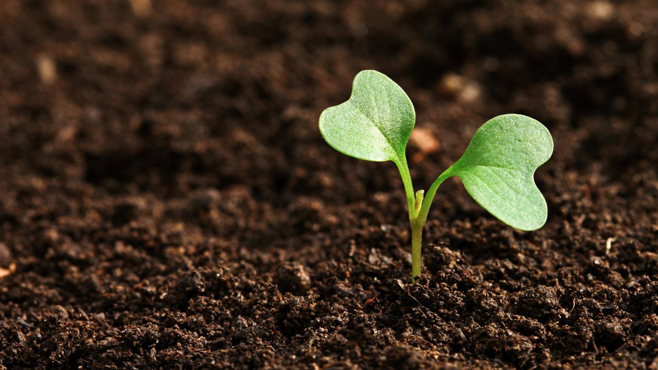 Easy Home Planting: A Beginner’s Guide to Growing Plants at Home