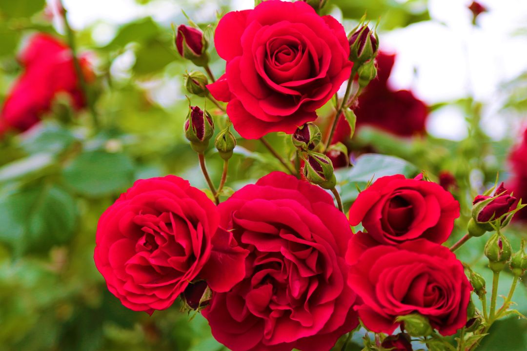 Rose Garden Funeral Home: Compassionate, Peaceful Farewell with Dignity