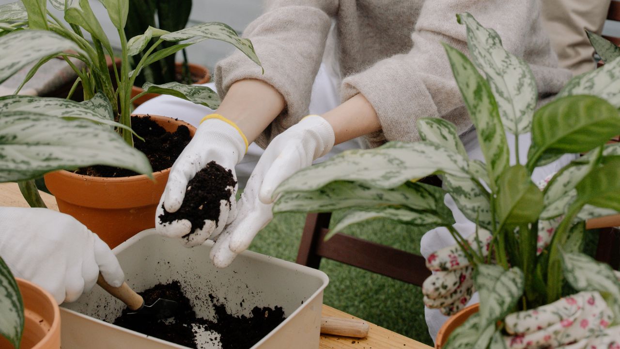 Start Your Container Garden Today – Simple Tips for Beginners