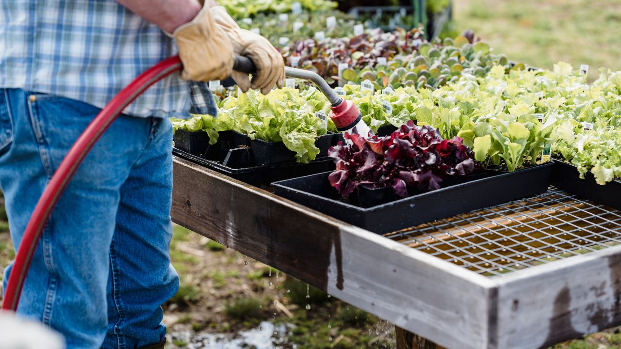 Top 10 Plants and Vegetables to Grow for a Healthy and Thriving Garden